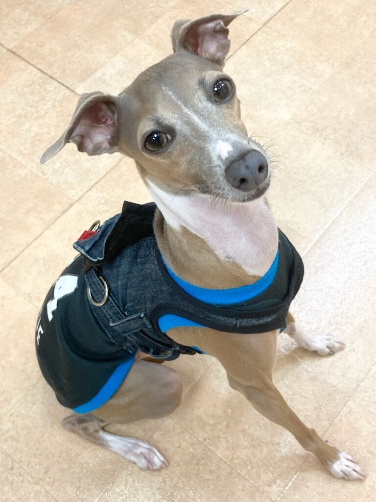 横浜市の犬のしつけレッスン/金沢区 イタリアン・グレイハウンド アニーちゃん 3才