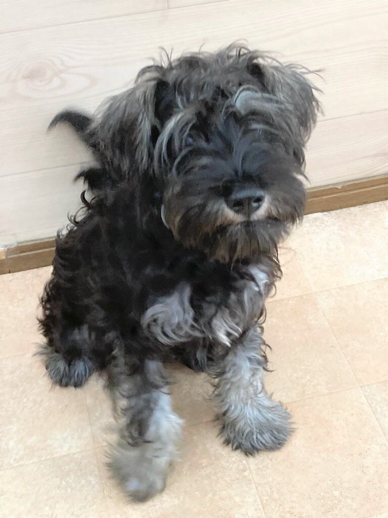 横浜市の犬のしつけレッスン/港南区 ミニチュア・シュナウザー 銀之輔くん 3ヶ月