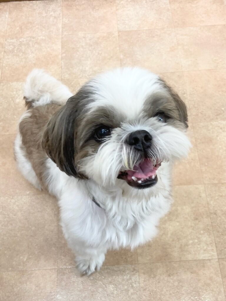 横浜市の犬のしつけレッスン/逗子市 シーズー ブブくん 7才