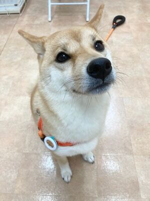 横浜市の犬のしつけレッスン/旭区 柴犬 夕陽ちゃん 3才