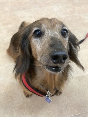 横浜市の犬のしつけレッスン/南区 ミニチュア・ダックスフント リョウくん 7才
