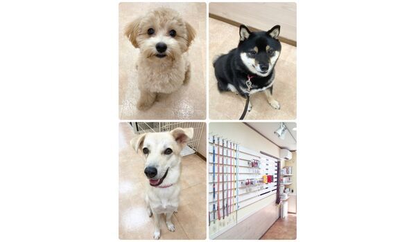 犬のしつけ教室・出張レッスン・無駄吠えの矯正レッスンを行うドッグスクール ヴィッセ今日のわん子達～9月3日 