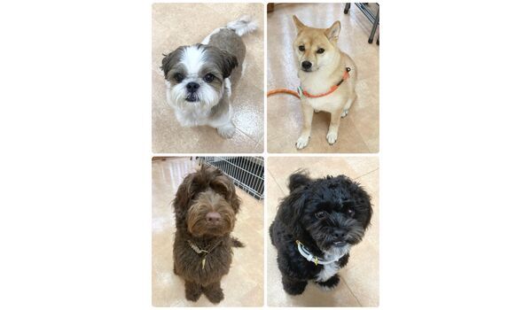 犬のしつけ教室・出張レッスン・無駄吠えの矯正レッスンを行うドッグスクール ヴィッセ今日のわん子達～9月4日 