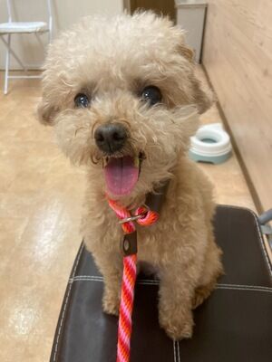 横浜市の犬のしつけレッスン/品川区 トイ・プードル 小麦ちゃん 10才