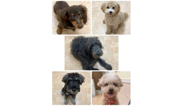 犬のしつけ教室・出張レッスン・無駄吠えの矯正レッスンを行うドッグスクール ヴィッセの今日のわん子達～9月26日 