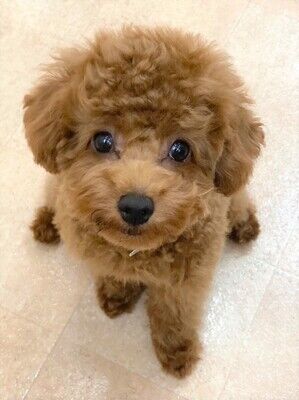 横浜市の犬のしつけレッスン/都筑区 トイ・プードル オトちゃん 5ヶ月