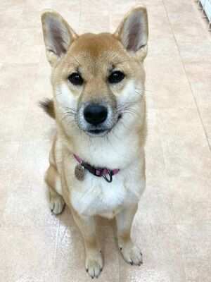 横浜市の犬のしつけレッスン/綾瀬市 柴犬 はなちゃん 8ヶ月