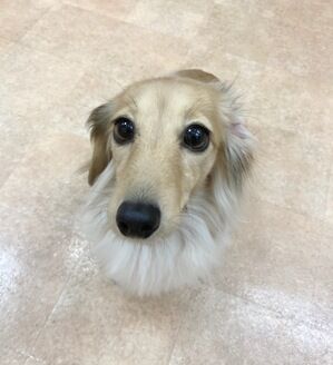 横浜市の犬のしつけレッスン/磯子区 カニンヘン・ダックスフント こあちゃん 2才
