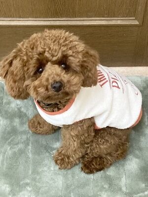 横浜市の犬のしつけレッスン/南区 トイプードル まるくん 5ヶ月
