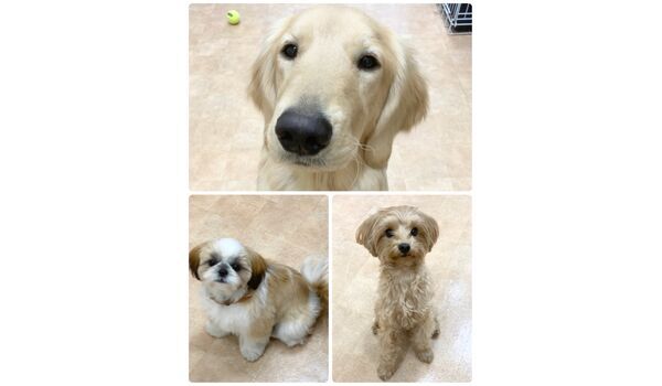 犬のしつけ教室・出張レッスン・無駄吠えの矯正レッスンを行うドッグスクール ヴィッセの今日のわん子達～1月6日 