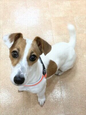 横浜市の犬のしつけレッスン/神奈川区 ジャックラッセルテリア コロンちゃん 6ヶ月