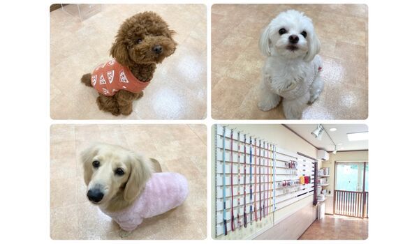 犬のしつけ教室・出張レッスン・無駄吠えの矯正レッスンを行うドッグスクール ヴィッセの今日のわん子達～2月13日 