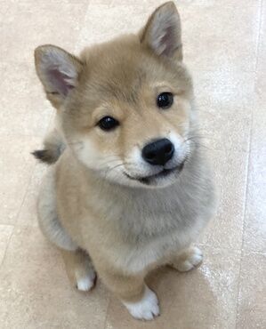横浜市の犬のしつけレッスン/中区 柴犬 レオンくん 3ヶ月