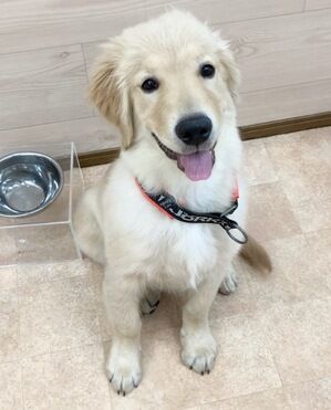 横浜市の犬のしつけレッスン/中区 ゴールデンレトリーバー くるみちゃん 4ヶ月