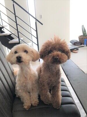 横浜市の犬のしつけレッスン/お客様の声～ブログ編～