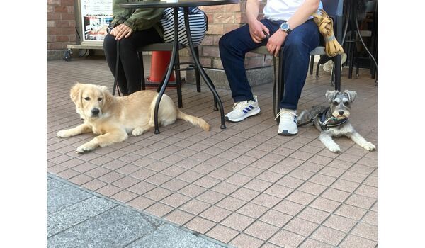 犬のしつけ教室・出張レッスン・無駄吠えの矯正レッスンを行うドッグスクール ヴィッセの今日のわん子達～4月6日 