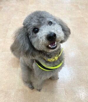 横浜市の犬のしつけレッスン/港南区 トイプードル ライトくん 3才
