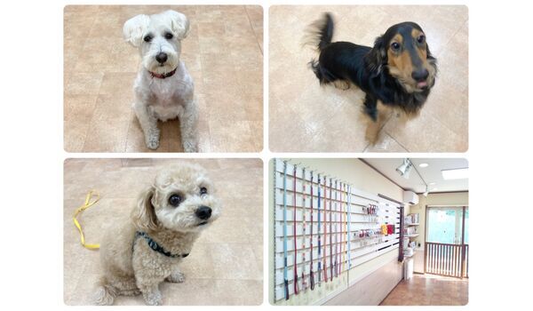 犬のしつけ教室・出張レッスン・無駄吠えの矯正レッスンを行うドッグスクール ヴィッセの今日のわん子達～4月24日 