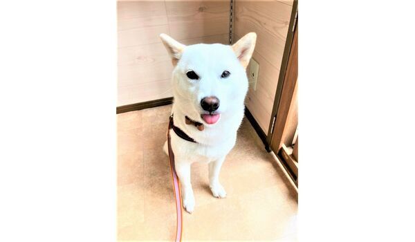 犬のしつけ教室・出張レッスン・無駄吠えの矯正レッスン行うドッグスクールヴィッセの今日の新入生です。