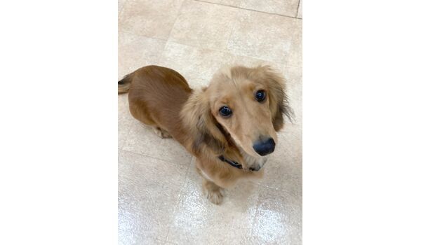犬のしつけ教室・出張レッスン・無駄吠えの矯正レッスンを行うドッグスクールヴィッセの新入生です。