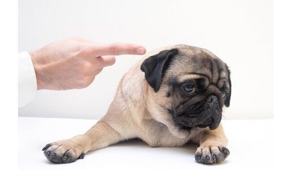 犬を叱るということ②～罰について