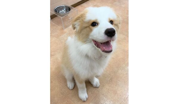 犬のしつけ教室・出張レッスン・無駄吠えの矯正レッスン行うドッグスクールヴィッセの新入生です。