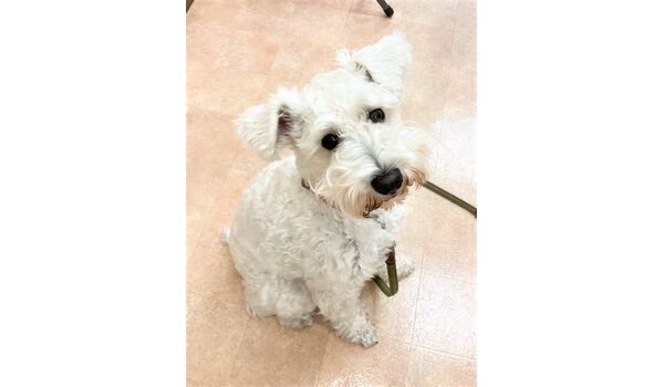 犬のしつけ教室・出張レッスン・無駄吠えの矯正レッスンを行うヴィッセの新入生です。