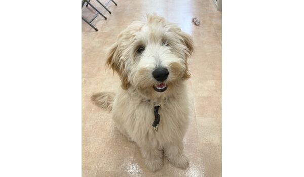犬のしつけ教室・出張レッスン・無駄吠えの矯正レッスン行うドッグスクールヴィッセの新入生です～6月22日
