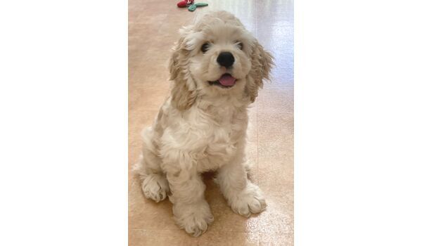 犬のしつけ教室・出張レッスン・無駄吠えの矯正レッスン行うドッグスクールヴィッセの新入生です～6月24日