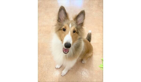 犬のしつけ教室・出張レッスン・無駄吠えの矯正レッスンを行うドッグスクールヴィッセの新入生です～7月11日