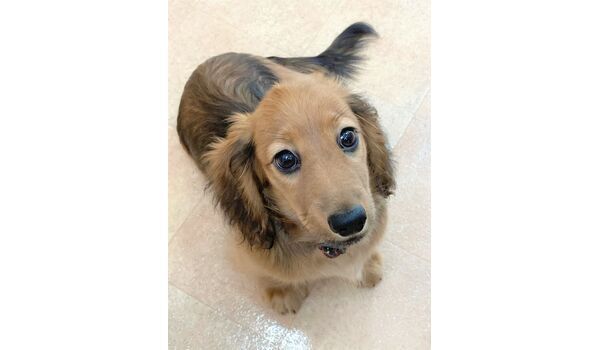 犬のしつけ教室・出張レッスン・無駄吠えの矯正レッスンを行うドッグスクール ヴィッセの新入生です～7月22日 