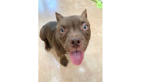 犬のしつけ教室・出張レッスン・無駄吠えの矯正レッスンを行うドッグスクールヴィッセの新入生です7月27日