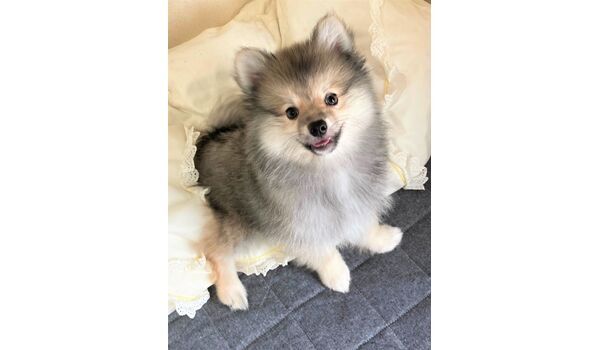 犬のしつけ教室・出張レッスン・無駄吠えの矯正レッスンを行うドッグスクールヴィッセの出張レッスン～横浜市泉区