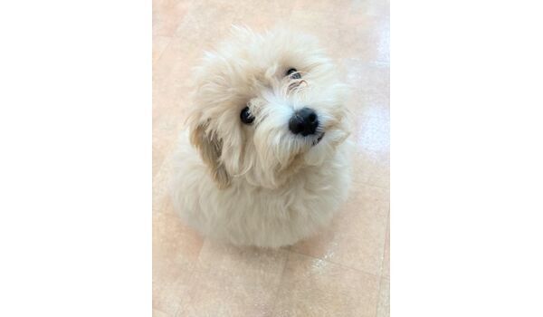 犬のしつけ教室・出張レッスン・無駄吠えの矯正レッスンを行うドッグスクールヴィッセの新入生です～7月30日