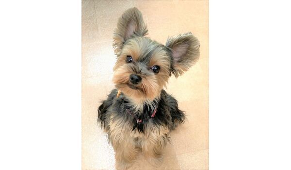 犬のしつけ教室・出張レッスン・無駄吠えの矯正レッスンを行うドッグスクールヴィッセの新入生です～7月31日