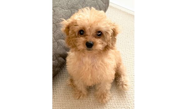 犬のしつけ教室・出張レッスン・無駄吠えの矯正レッスンを行うドッグスクールヴィッセの出張レッスン～横浜市中区