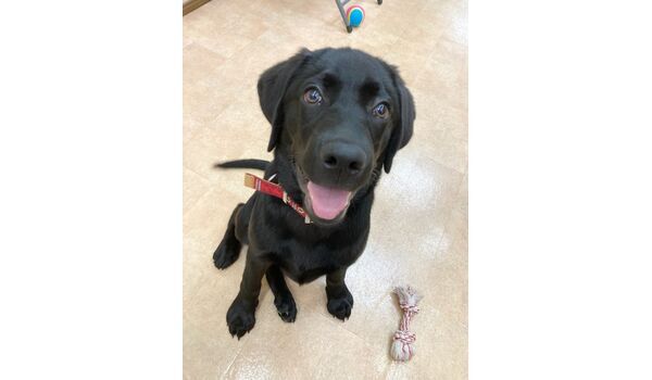 犬のしつけ教室・出張レッスン・無駄吠えの矯正レッスンを行うドッグスクールヴィッセの新入生です～8月4日
