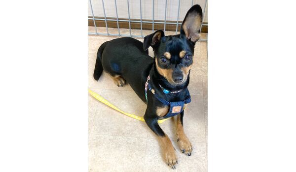 犬のしつけ教室・出張レッスン・無駄吠えの矯正レッスンを行うドッグスクール ヴィッセの新入生です。 