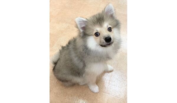 犬のしつけ教室・出張レッスン・無駄吠えの矯正レッスン行うドッグスクールヴィッセの新入生です～8月28日