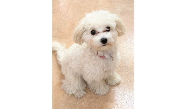 犬のしつけ教室・出張レッスン・無駄吠えの矯正レッスンを行うドッグスクールヴィッセの今日の新入生です～8月29日～