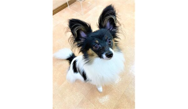 犬のしつけ教室・出張レッスン・無駄吠えの矯正レッスンを行うドッグスクールヴィッセの新入生です～9月12日