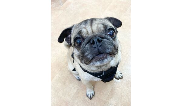 犬のしつけ教室・出張レッスン・無駄吠えの矯正レッスンを行うドッグスクール ヴィッセの新入生です～9月16日 
