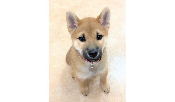 犬のしつけ教室・出張レッスン・無駄吠えの矯正レッスンを行うドッグスクール ヴィッセの新入生です～9月18日 