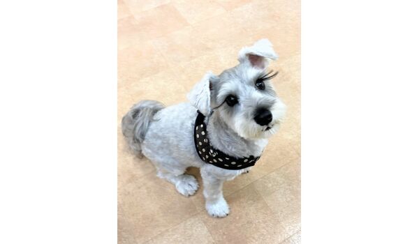 犬のしつけ教室・出張レッスン・無駄吠えの矯正レッスンを行うドッグスクール ヴィッセの新入生です～9月19日 