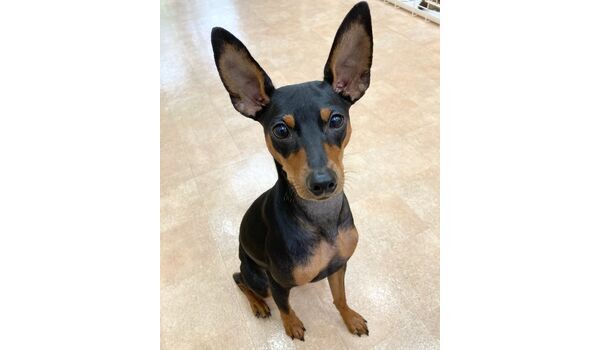 犬のしつけ教室・出張レッスン・無駄吠えの矯正レッスンを行うドッグスクール ヴィッセの新入生です～9月23日 