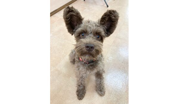 犬のしつけ教室・出張レッスン・無駄吠えの矯正レッスンを行うドッグスクール ヴィッセの新入生です～10月3日 