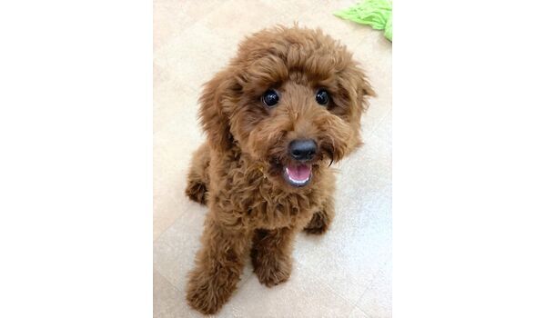 犬のしつけ教室・出張レッスン・無駄吠えの矯正レッスンを行うドッグスクール ヴィッセの新入生です～10月4日 