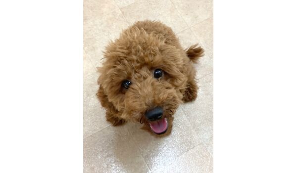 犬のしつけ教室・出張レッスン・無駄吠えの矯正レッスンを行うドッグスクール ヴィッセの新入生です～10月5日 