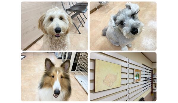 犬のしつけ教室・出張レッスン・無駄吠えの矯正レッスンを行うドッグスクール ヴィッセの今日のわん子達。～10月9日 