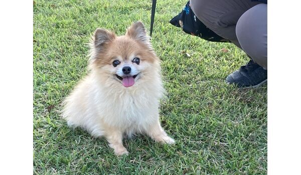 犬のしつけ教室・出張レッスン・無駄吠えの矯正レッスンを行うドッグスクール ヴィッセの今日の新入生です。 